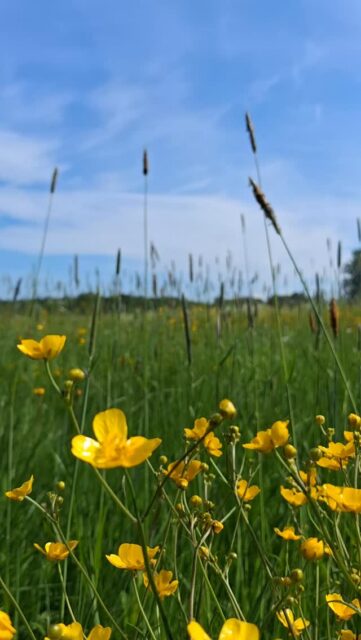Sommarhälsningar från olika vackra platser i Taklax med omnejd! ☀️
Just nu är det alldeles ljuvligt att vara ute och njuta av vår blomstrande omgivning!
#korsnäs