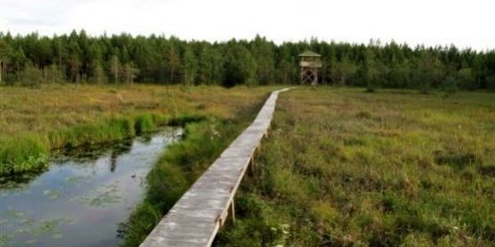 Bild från Hamnträskets vandringsled / Kuva Hamnträskin vaellusreitiltä Bild från Hamnträskets vandringsled / Kuva Hamnträskin vaellusreitiltä