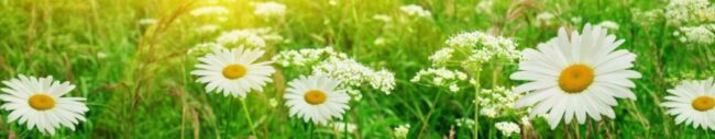 Kesäaukioloajat – Sommaröppethållningstider