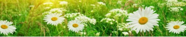 Sommaröppettider – Kesäaukioloajat