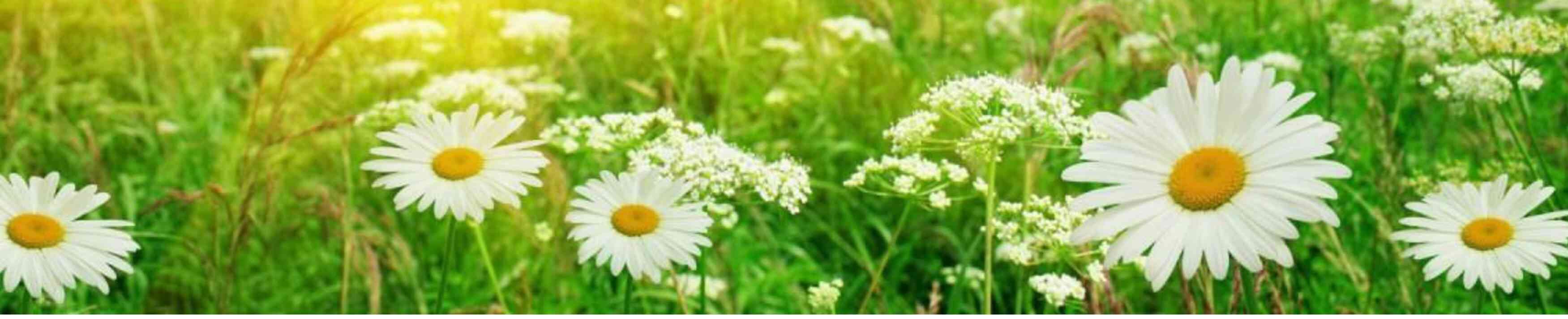 Sommaröppettider - Kesäaukioloajat