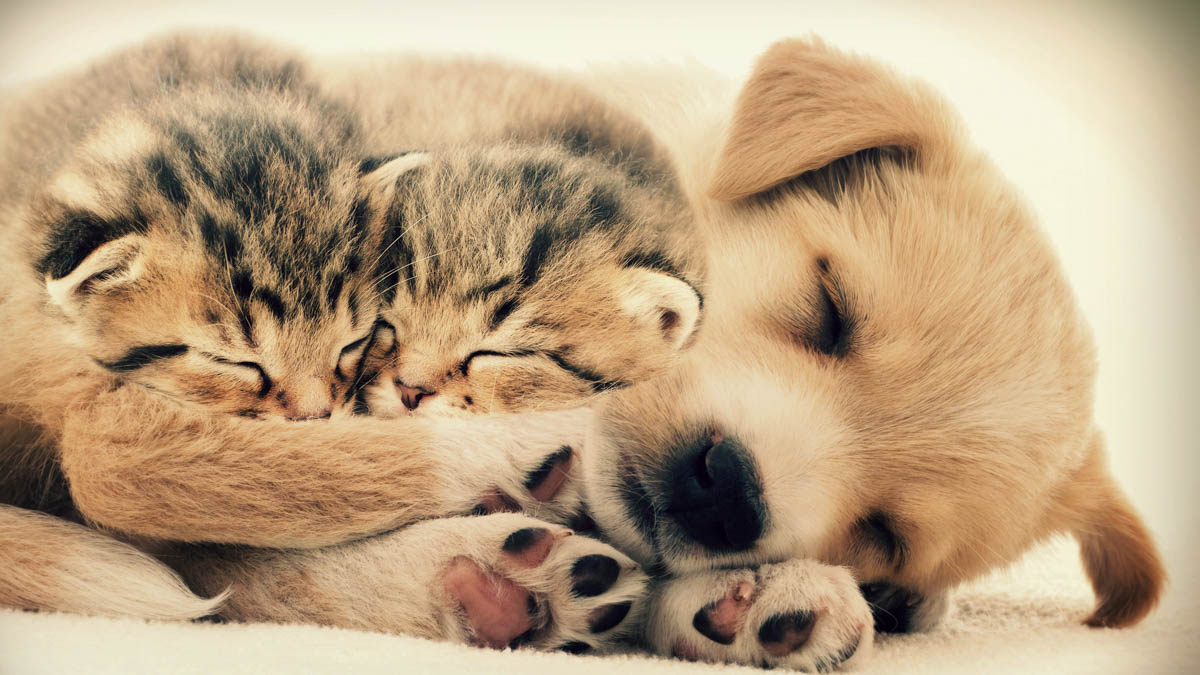 Ny veterinärvårdslag har trätt i kraft 1.1.2026