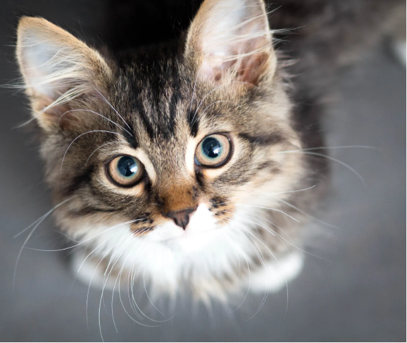 Västkustens miljöenhet informerar/ Länsirannikon ympäristöyksikkö tiedottaa