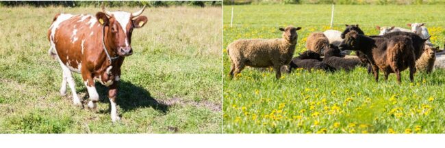 Västkustens miljöenhet informerar/ Länsirannikon ympäristöyksikkö tiedottaa